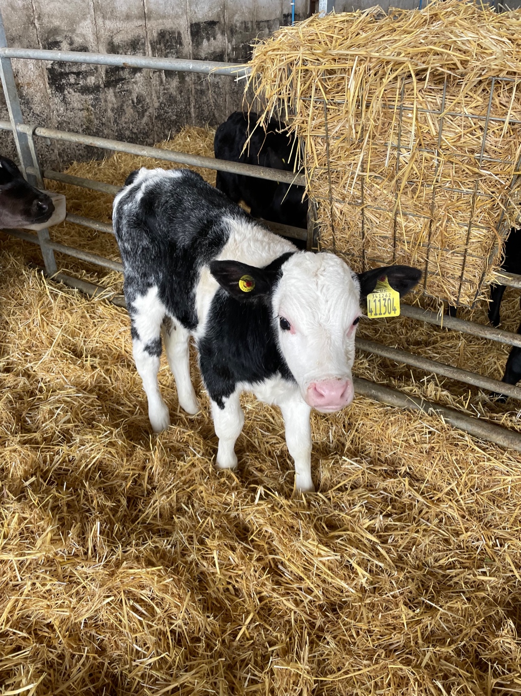 BB209 NUERA T15 P0209