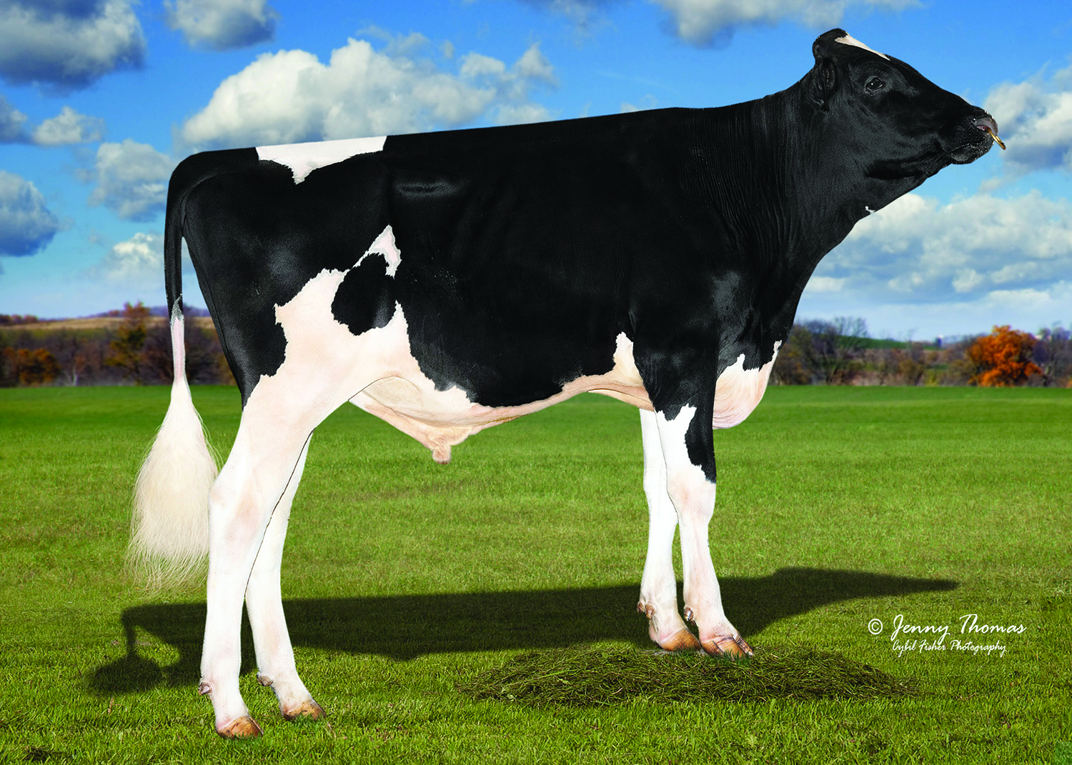 250HO16498s_01_202303_Siemers Wolf Hulu 37006-ET SIEMERS WOLF HULU 37006-ET