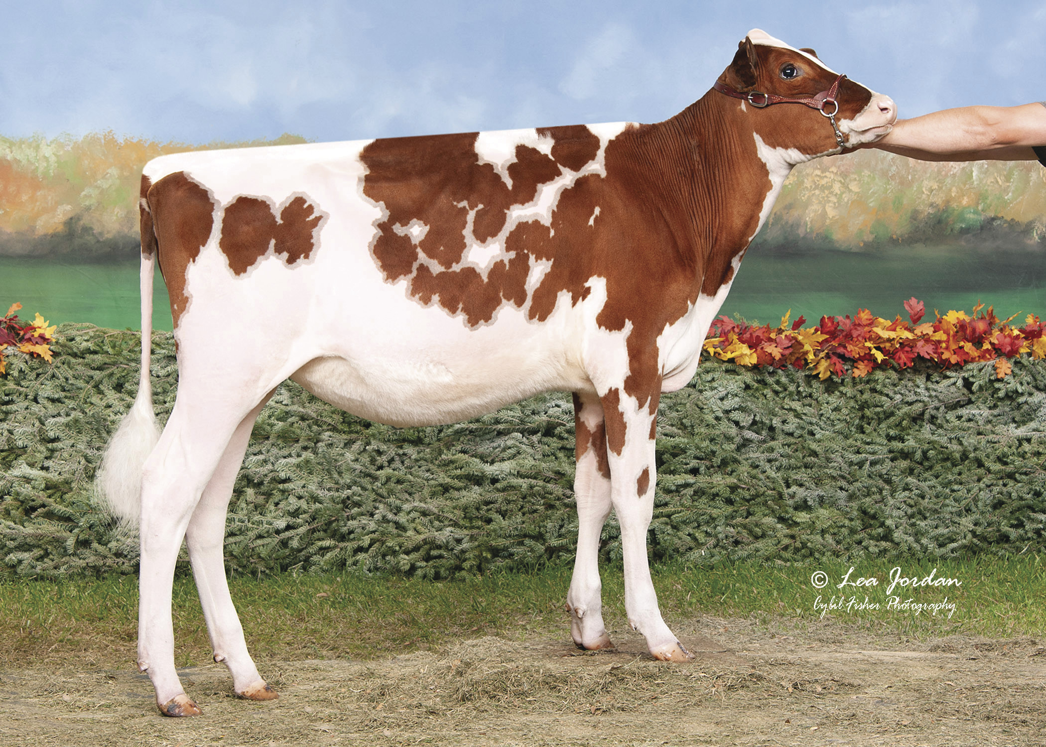 RoyalVistaBrieRedETRSID_full SIEMERS WOLF HULU 37006-ET